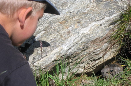 Paul finds a marmot